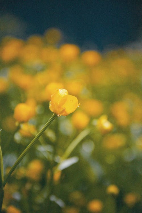 Základová fotografie zdarma na téma det, květinový záhon, kytka