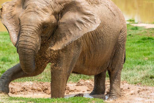 Elephant Bathing in Muddy Water