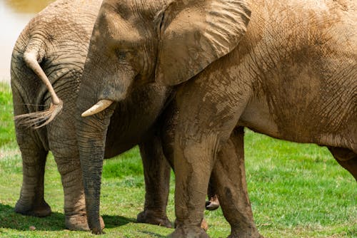Close-up of Elephants on a Grass Field 