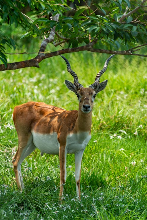 Close-up of an Antelope Standing under a Tree 