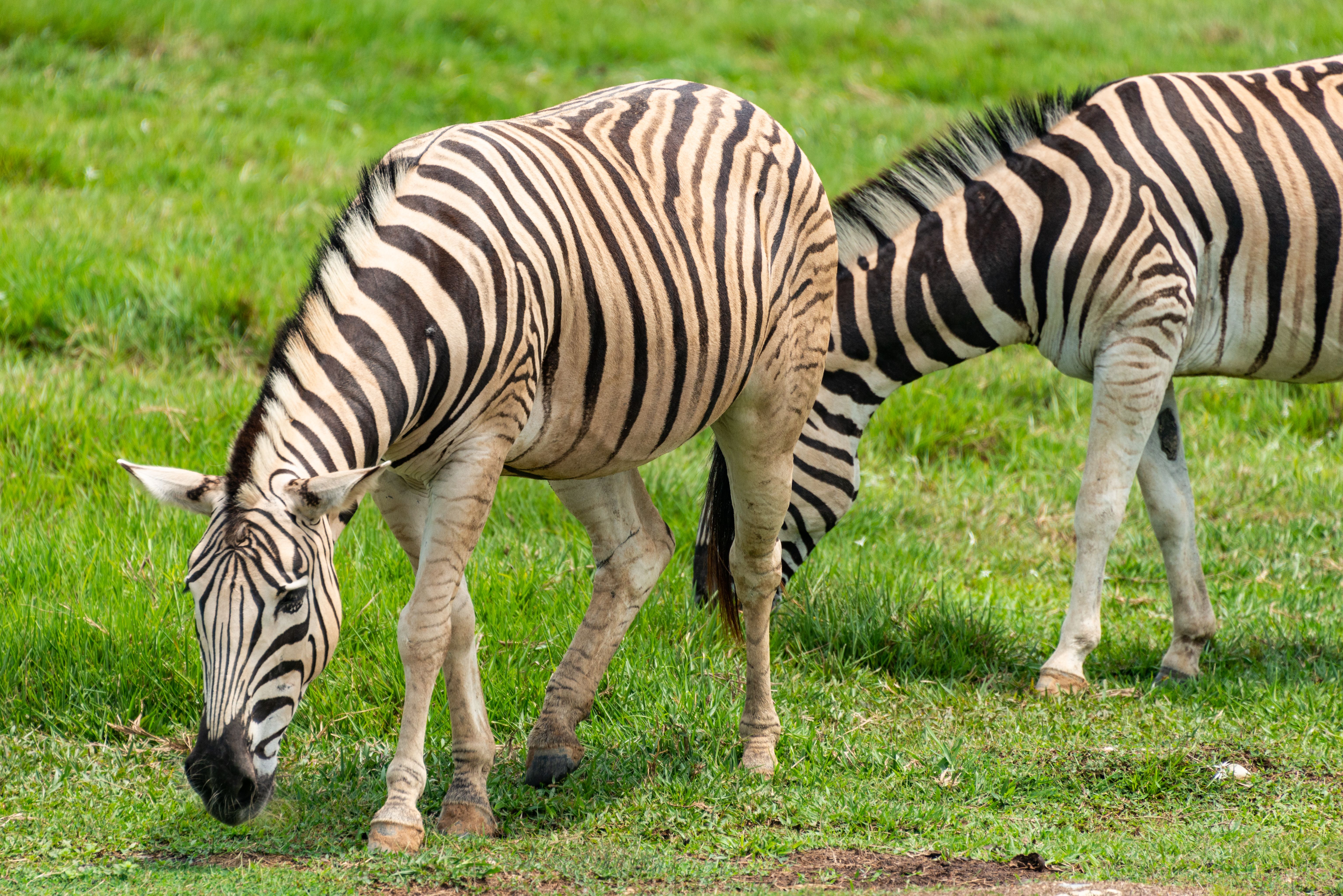 Close-up of zebras grazing in a lush wildlife reserve, showcasing their distinctive stripes.