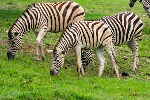 Close-up of Zebras in the Wilderness 