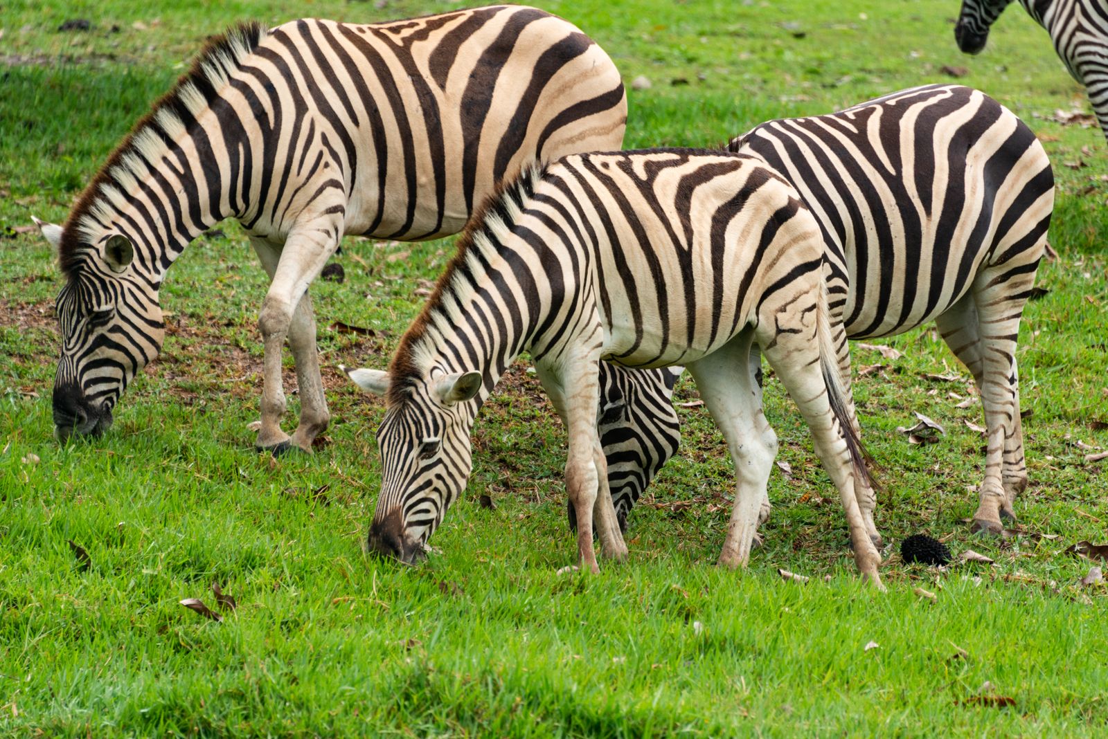 Zebras in the long grass paint by numbers