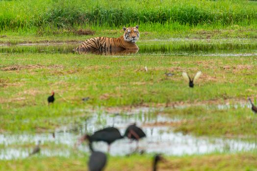 A wild Bengal tiger rests in a serene wetland, surrounded by nature's tranquility.