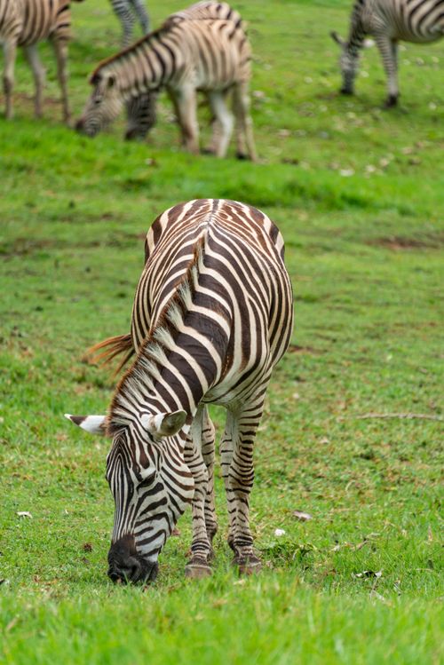 Free A group of zebras grazing peacefully in a lush green grassland, showcasing wildlife and nature. Stock Photo