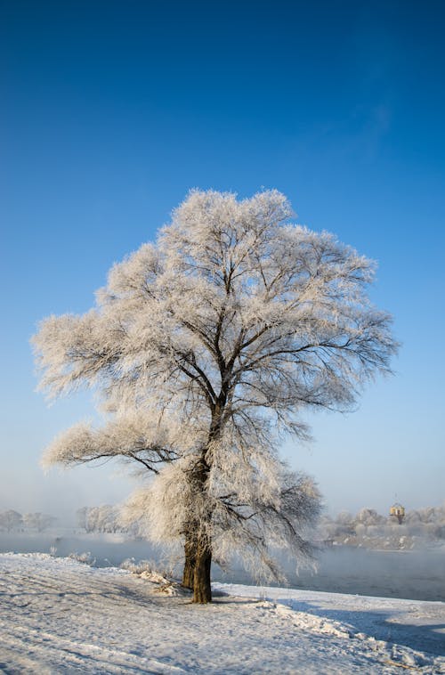 Arbre à Feuilles Blanches à Côté Du Plan D'eau