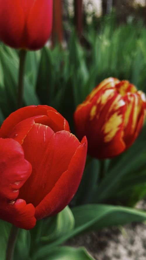 Free Close-up of vivid red tulips in bloom during spring in a garden. Stock Photo