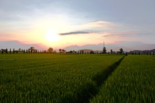 Free stock photo of sunshine Stock Photo
