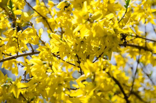 Free stock photo of flower, yellow Stock Photo