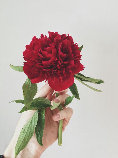 Free A vibrant red peony flower held by a hand against a plain background, showcasing its lush petals. Stock Photo