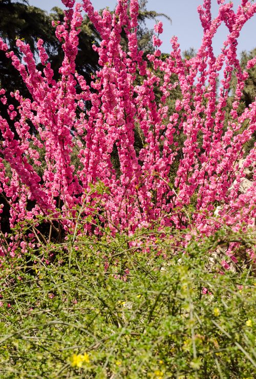 Free stock photo of flower Stock Photo