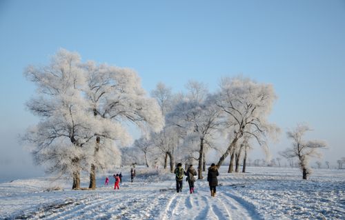 Free stock photo of rime, snow, tree Stock Photo