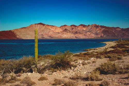 Lone Cactus on the Lakeshore and Mountains