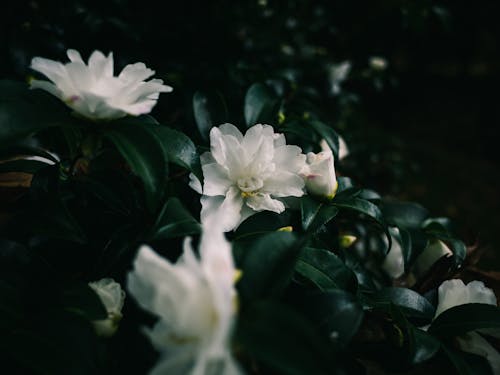 Imagine de stoc gratuită din a închide, flori albe, focalizare selectivă