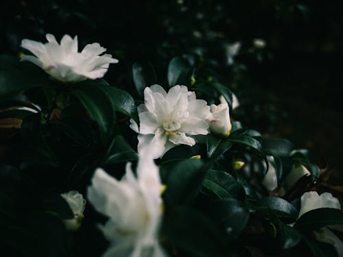 Close-up of White Flowers 