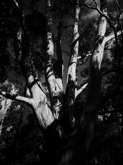 Shadow on Tree in Black and White