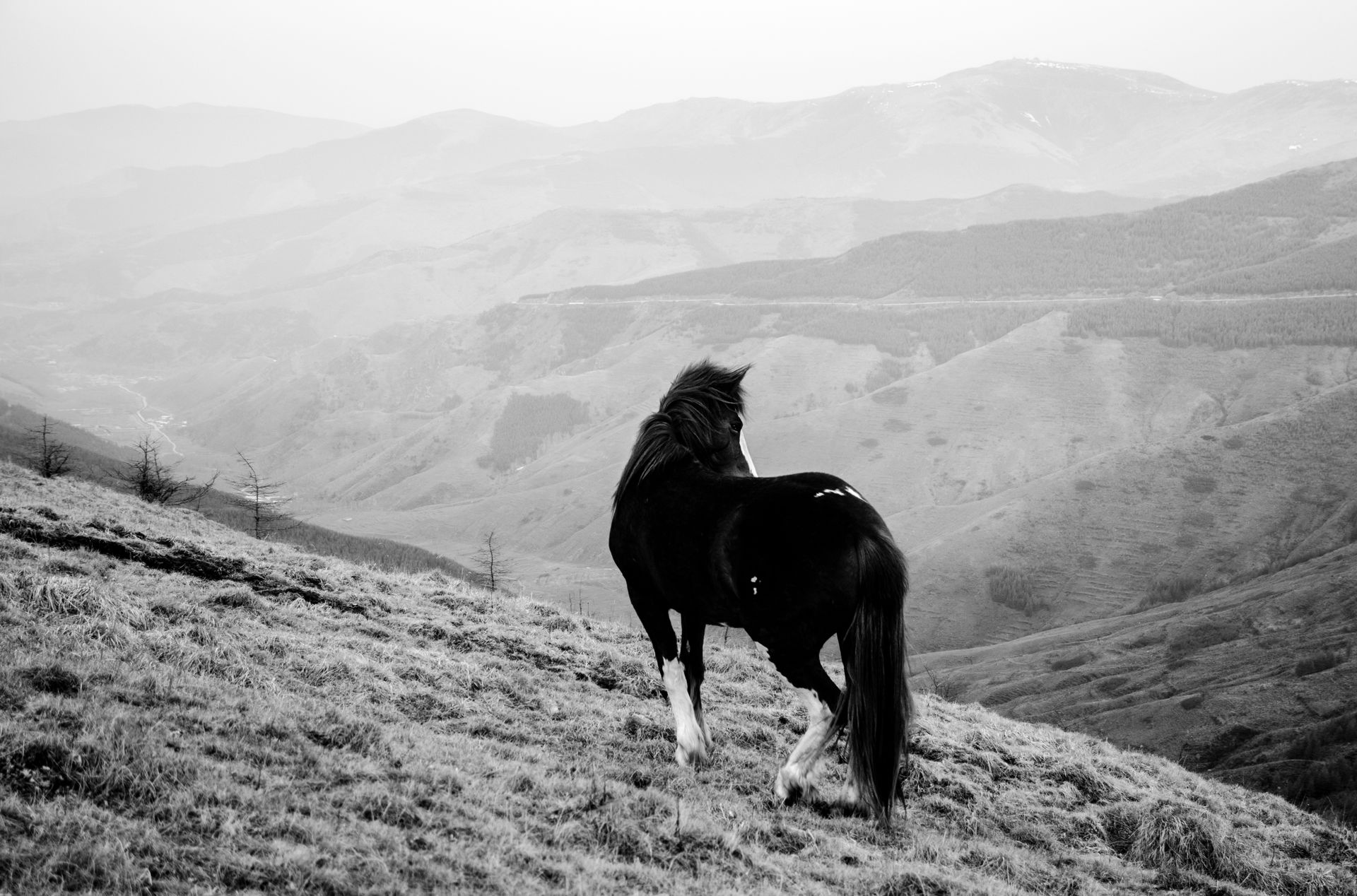 Monochrome Photography of Horse On Grass