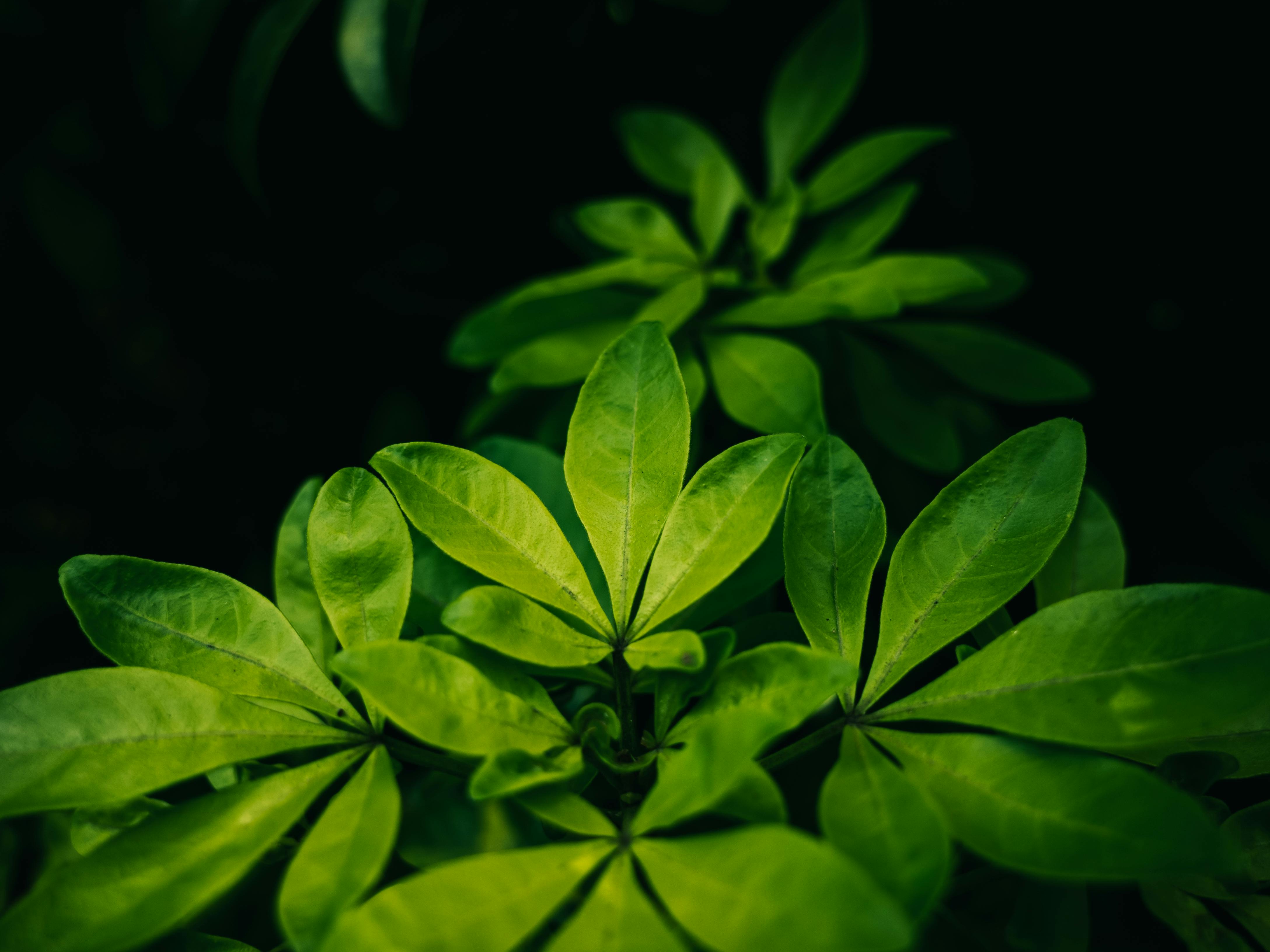gardening leave — Photo by Sonny Sixteen on Pexels