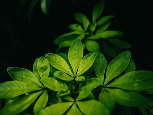 Shrub with Five-leafed Twigs