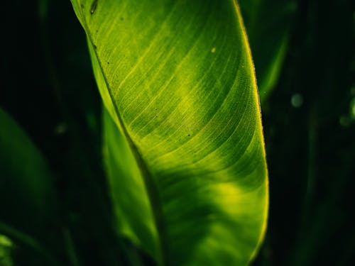 Close-up of Green Leaf Fibers