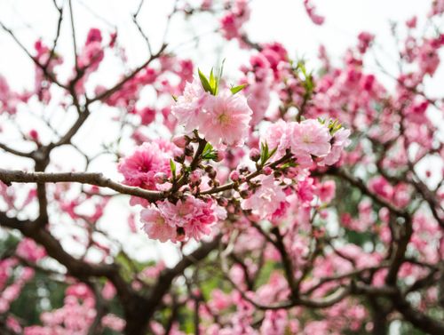 Free stock photo of flower Stock Photo