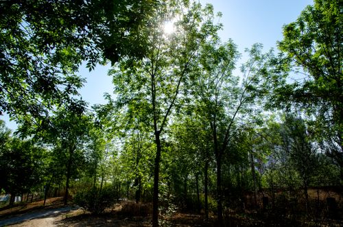 Free stock photo of green Stock Photo