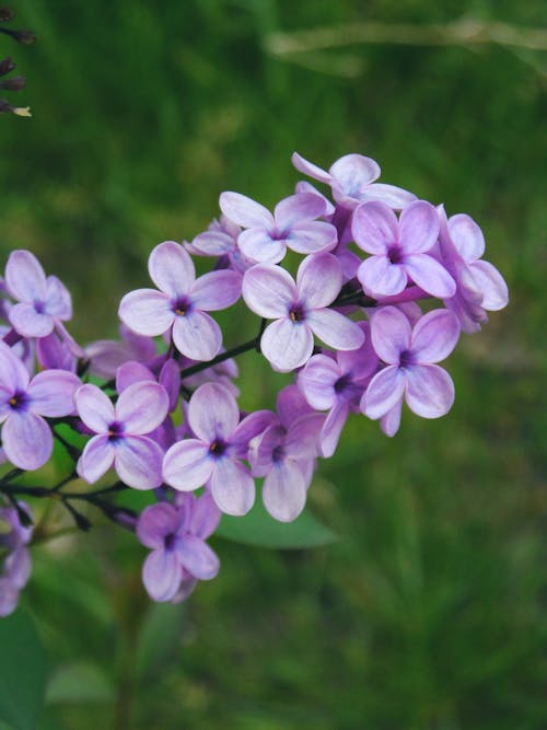 Close-up of Lilac Flowers