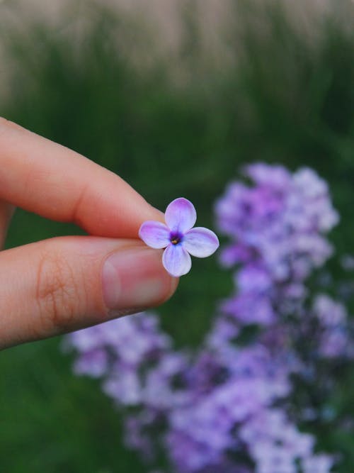 Close-up of a Person Holding a Single Lilac Flower
