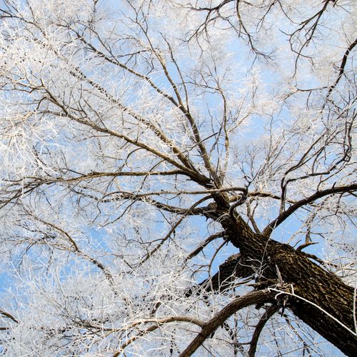 Free stock photo of rime, snow, winter Stock Photo