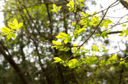 Free stock photo of green Stock Photo