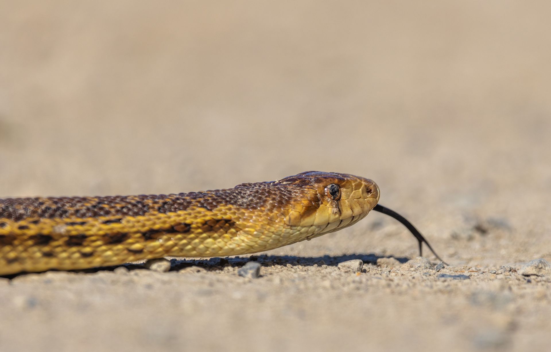 Close-up of a Snake on the Sand