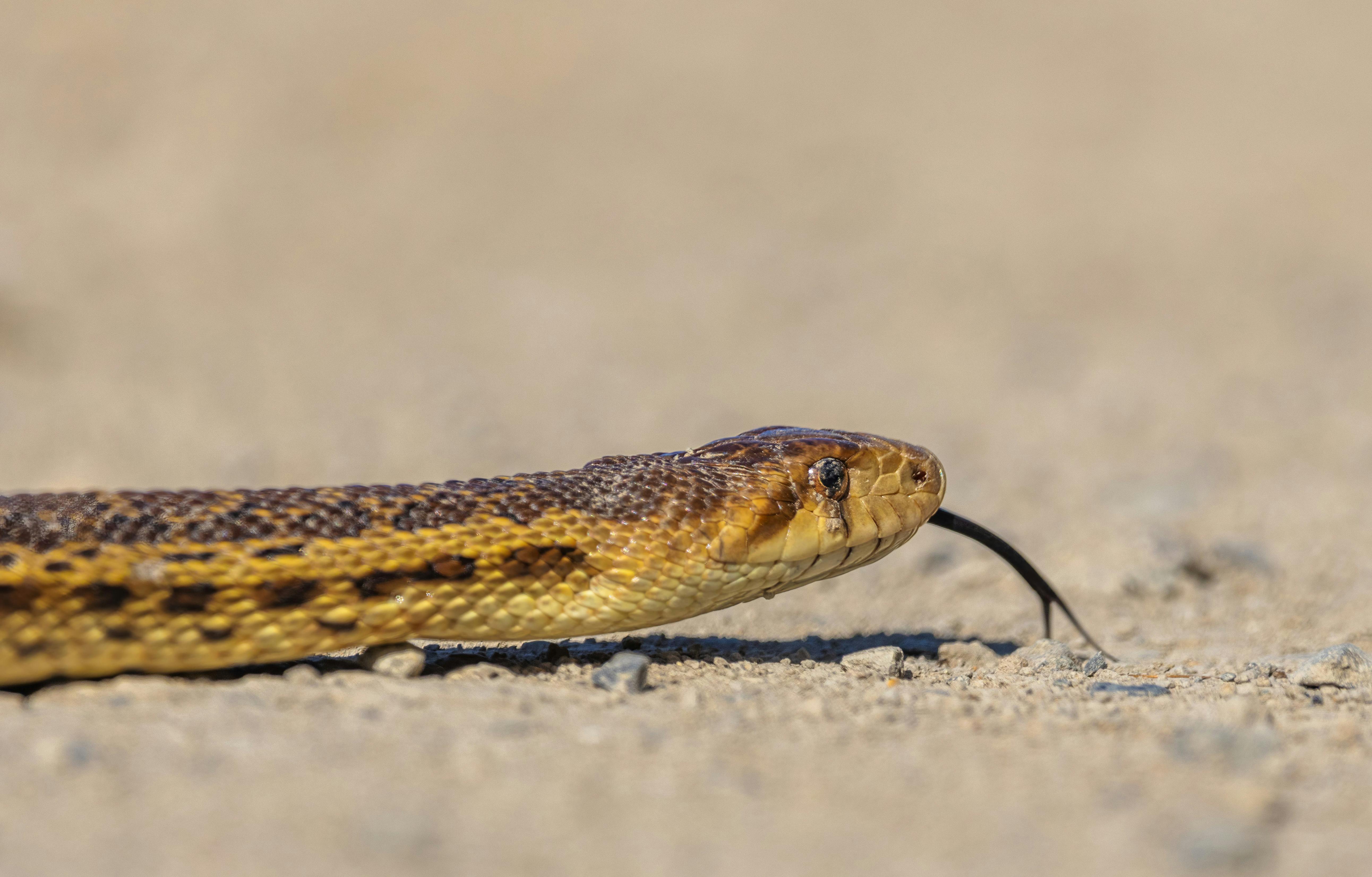 White and Gray Snake on Brown Wooden Table Top · Free Stock Photo