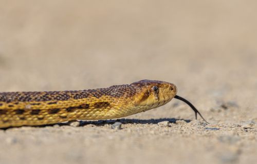 Free Detailed shot of a Pacific gopher snake slithering across a sandy desert landscape. Stock Photo