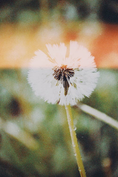 Dandelion Head Seed in Blur