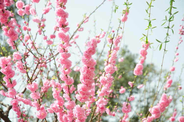 Pink Flowers