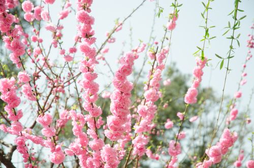 Free Close-up of stunning pink cherry blossoms blooming in spring, set against a clear sky. Stock Photo