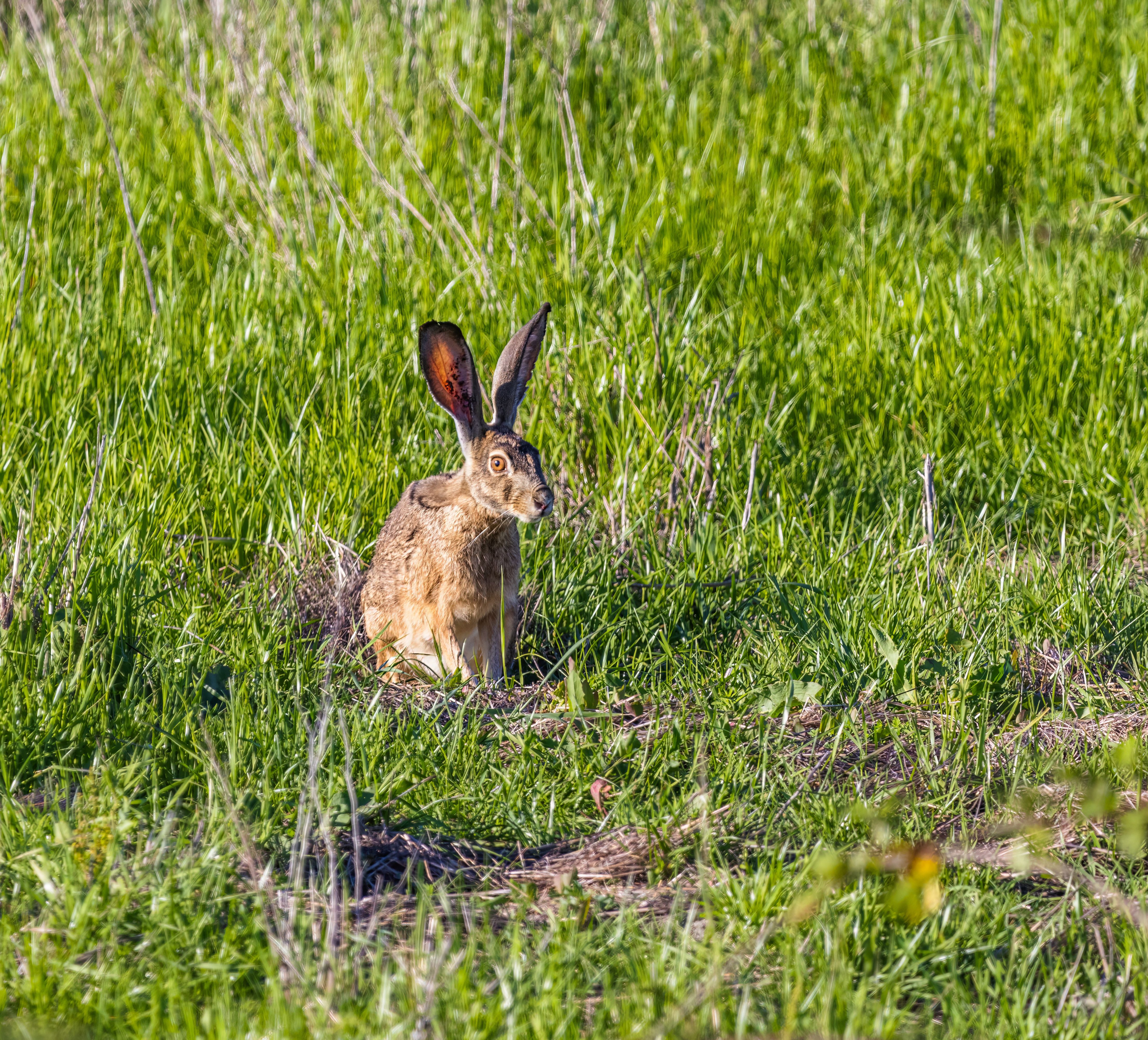 A Rabbit on a Grass Field · Free Stock Photo