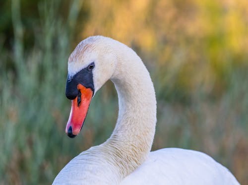 Fotobanka s bezplatnými fotkami na tému divočina, kačica, labuť