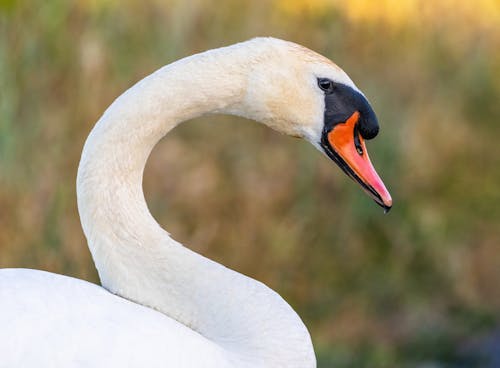 Fotobanka s bezplatnými fotkami na tému divočina, kačica, labuť