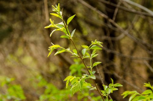 Free stock photo of green Stock Photo