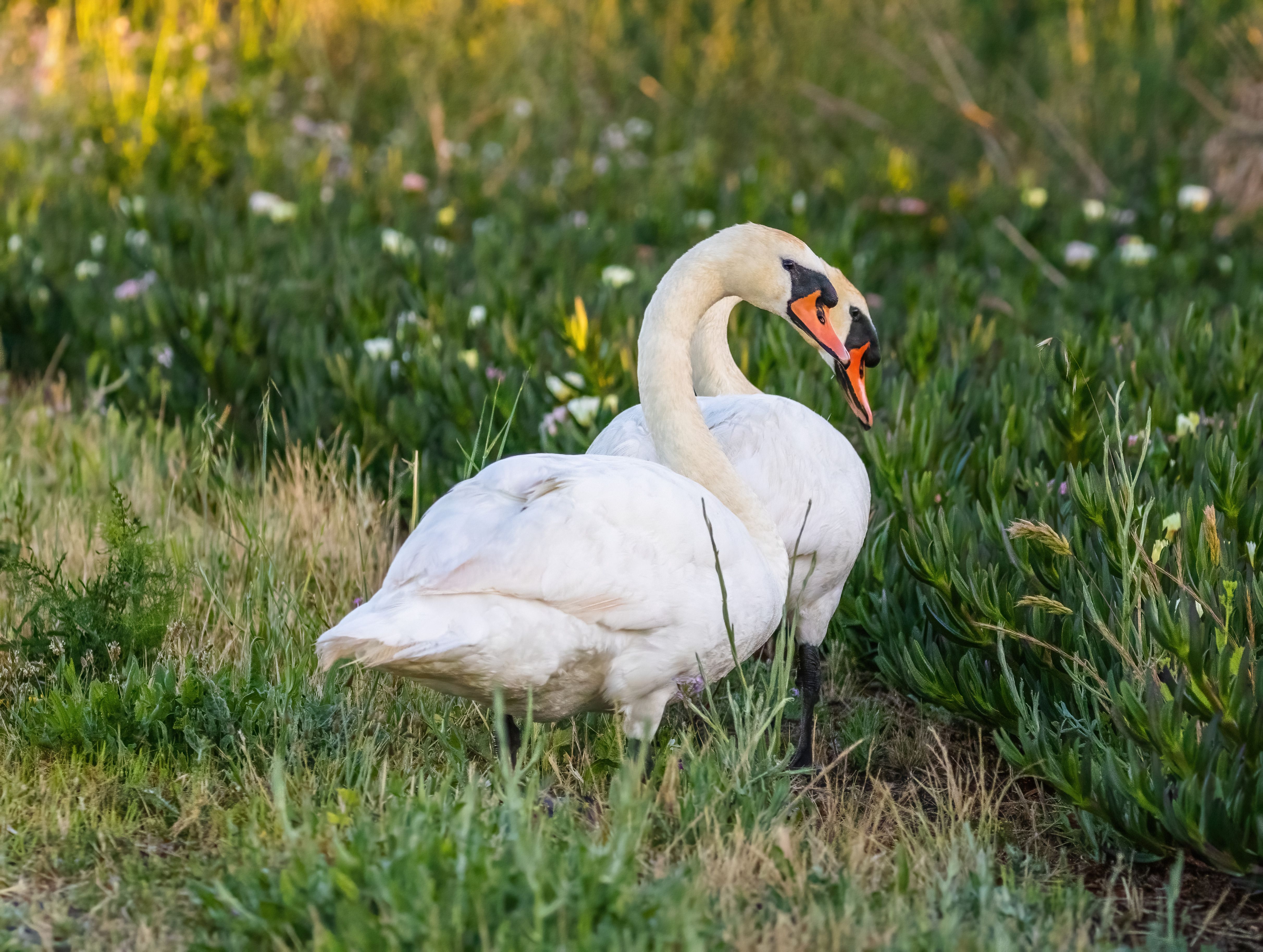 Close-up of Swans on the Grass · Free Stock Photo