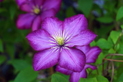 Free Stunning close-up of a vibrant purple clematis flower in full bloom. Stock Photo