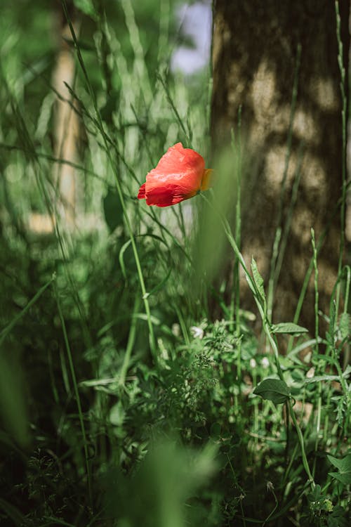 Darmowe zdjęcie z galerii z cień, czerwony kwiat, kwitnięcie