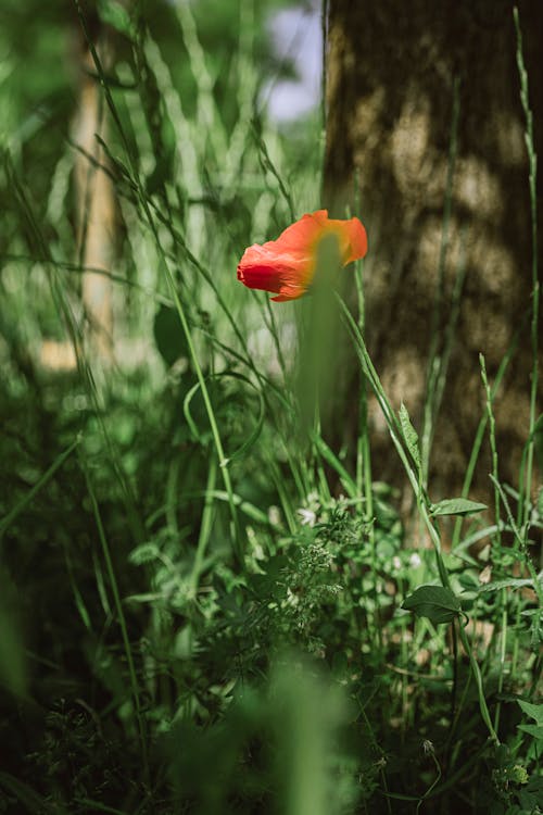 Single Red Poppy Flower Among Green Grass