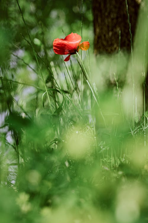 Darmowe zdjęcie z galerii z czerwony kwiat, kwitnięcie, mak