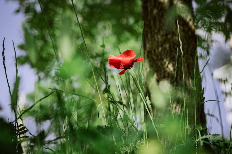 Blooming Poppy Flower 