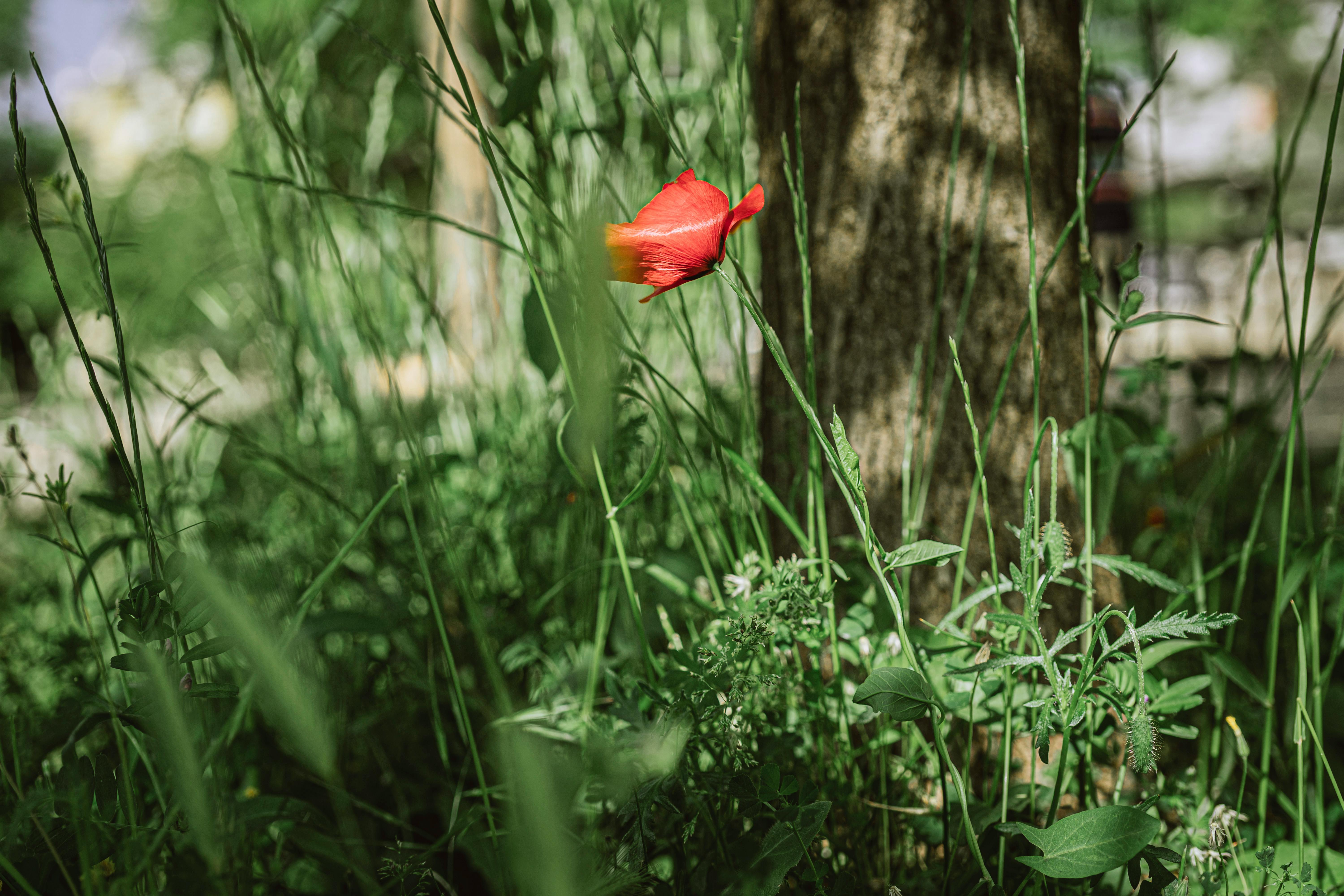 Δωρεάν στοκ φωτογραφιών με papaver rhoeas, αγριολούλουδο, ανθίζω Φωτογραφία από στοκ φωτογραφιών