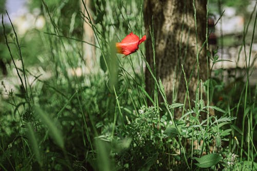 Foto d'estoc gratuïta de flor vermella, florint, gespa verda