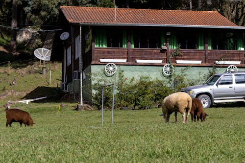 Kostnadsfri bild av betning, boskap, får