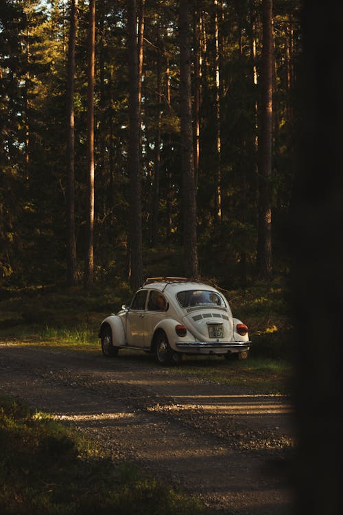 Foto profissional grátis de árvores, automobilístico, automóvel